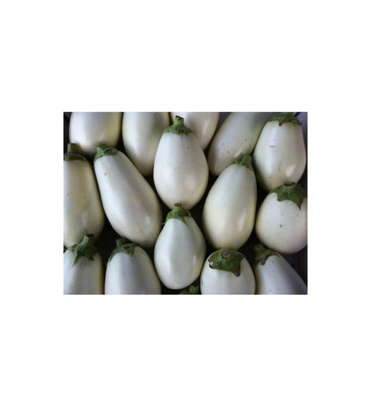 Plantón Berenjena Blanca (10 Unidades)_0