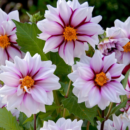 Tubérculos De Dalia - 4 Pzs - Dahlia 'salmon Love' - Rosa_4