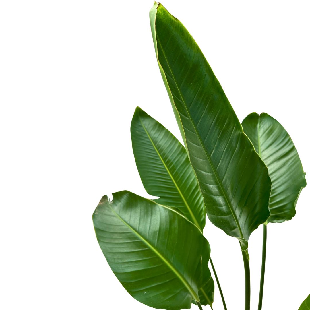 Strelitzia Augusta Planta De Jardín (strelitzia Nicolai)_1