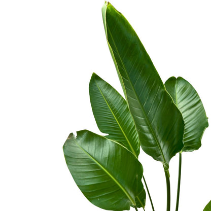 Strelitzia Augusta Planta De Jardín (strelitzia Nicolai)_1