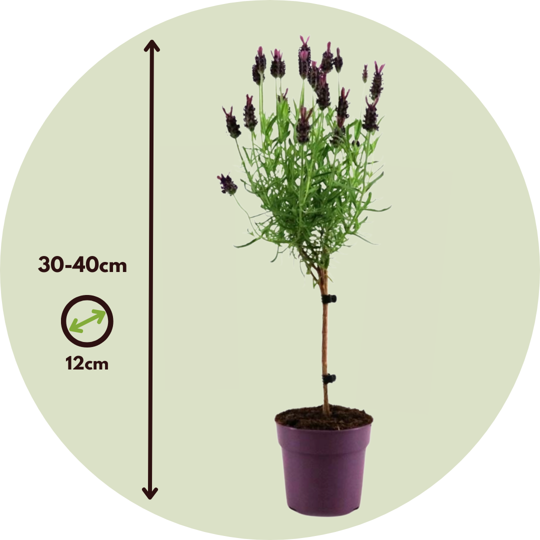 Árbol De Lavanda - 4 Pzs - Lavandula Stoechas 'anouk' - Altura 30-40cm - ⌀12cm_2