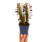 Euphorbia Trigona M10