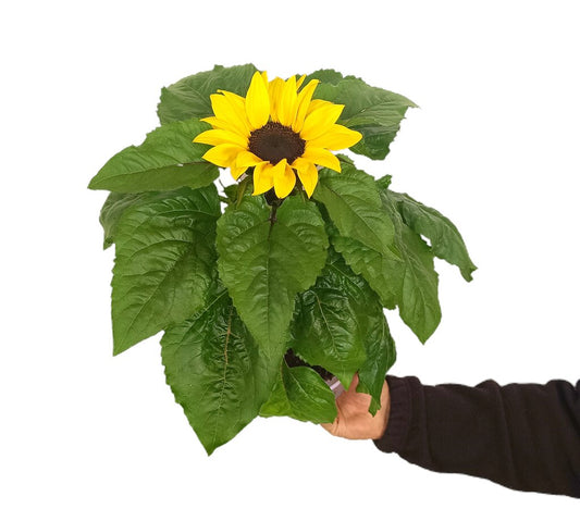 Girasol M12_0