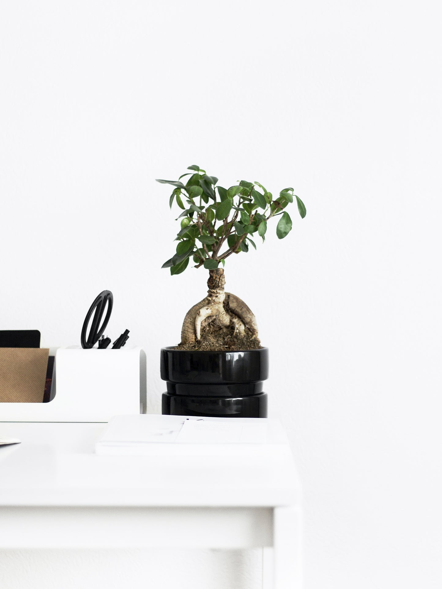 Ficus Ginseng Microcarpa | Altura 35cm - Diámetro 12cm