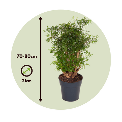 Aràlia - Polyscias Fruticosa - Altura 70-80cm - ⌀21cm_2
