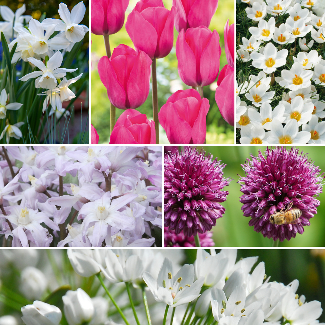Mezcla De Bulbos De Flor - 250 Pzs - Púrpura_1