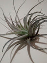 Tillandsia Leonamiana Clavel Del Aire Tillandsias