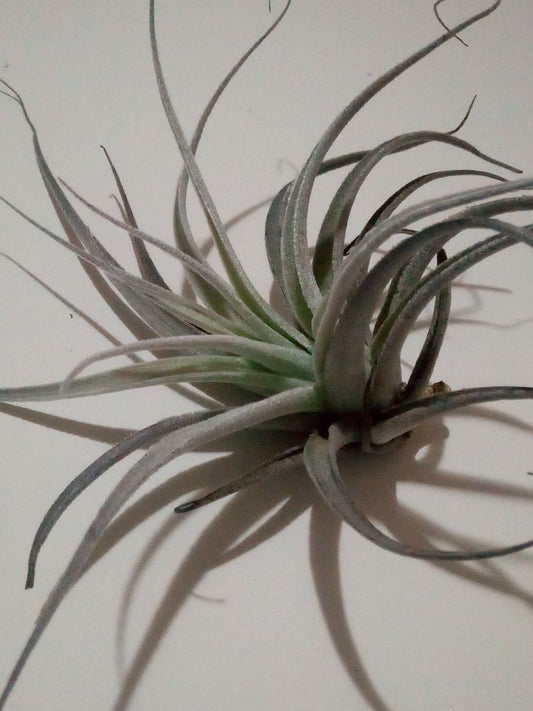 Tillandsia Leonamiana Clavel Del Aire Tillandsias