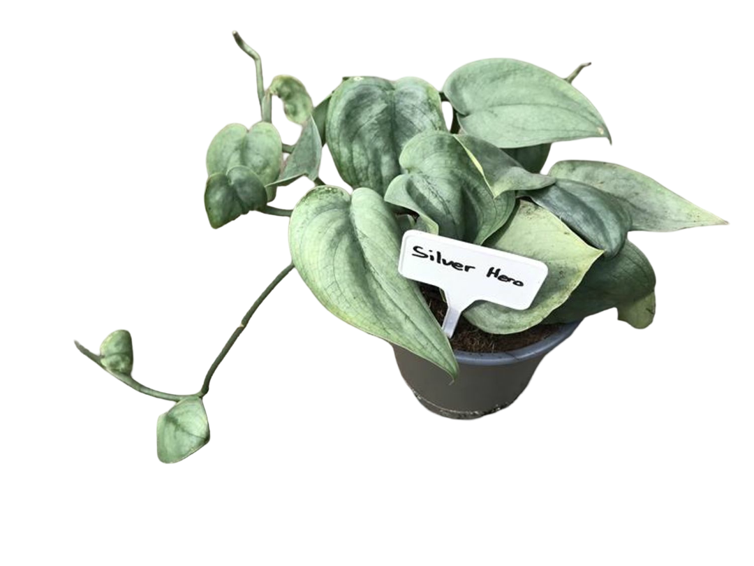 Planta Natural Scindapsus 'silver Hero' 1 Ud Ø 12 Alt. 20_0