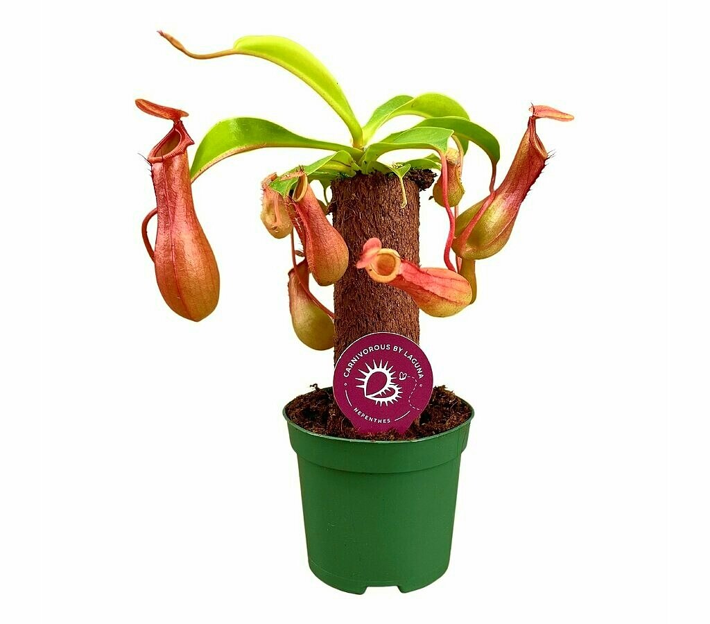 Nepenthes Mix M8 (unidad)_0