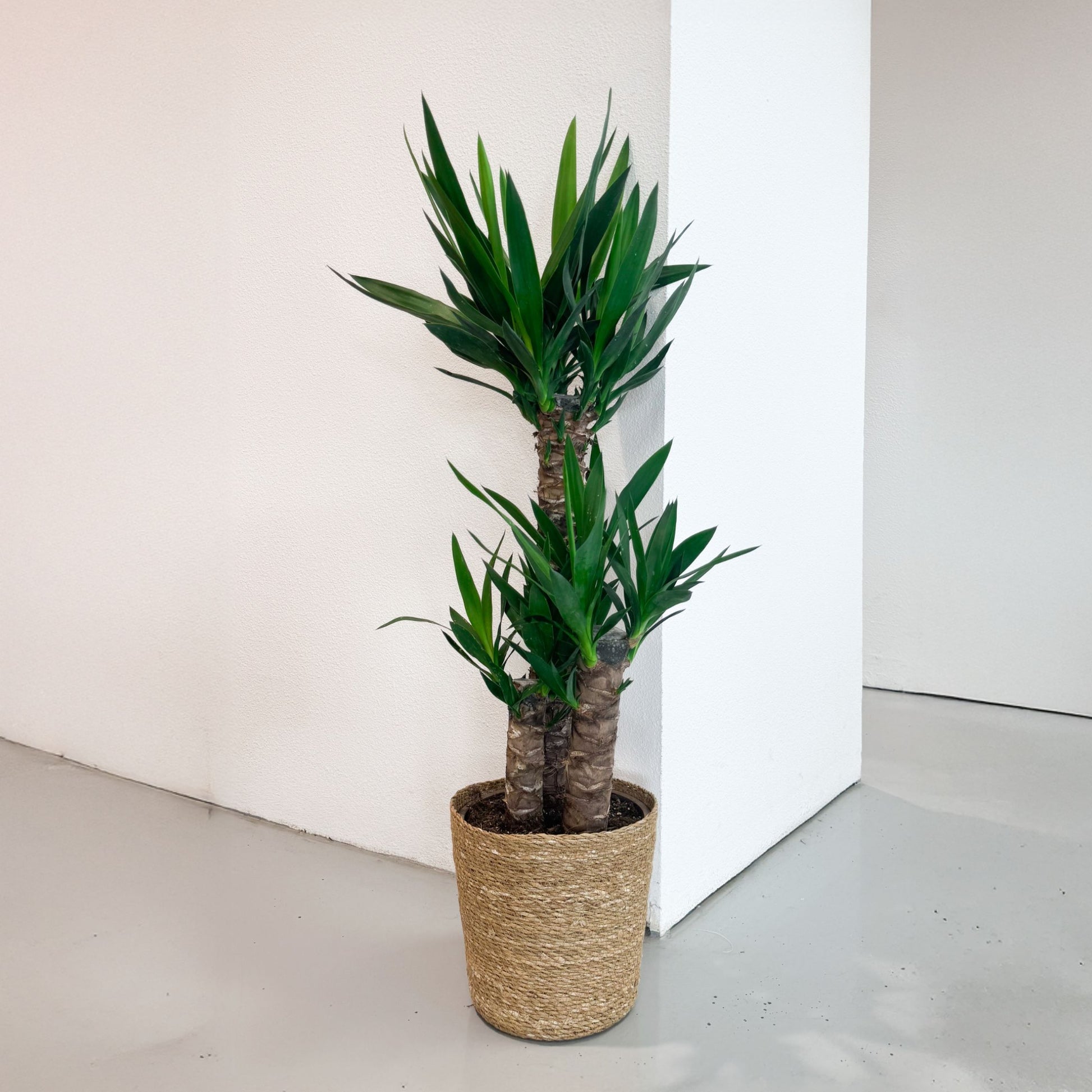 Yuca Pie De Elefante - Yucca Elephantipes - Altura 70-80cm - ⌀21cm