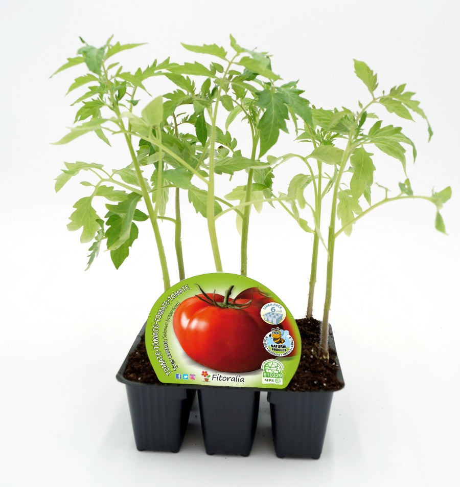 Pack Plantones Tomate Tres Cantos 6 Ud.  Natural - Fitoralia_0