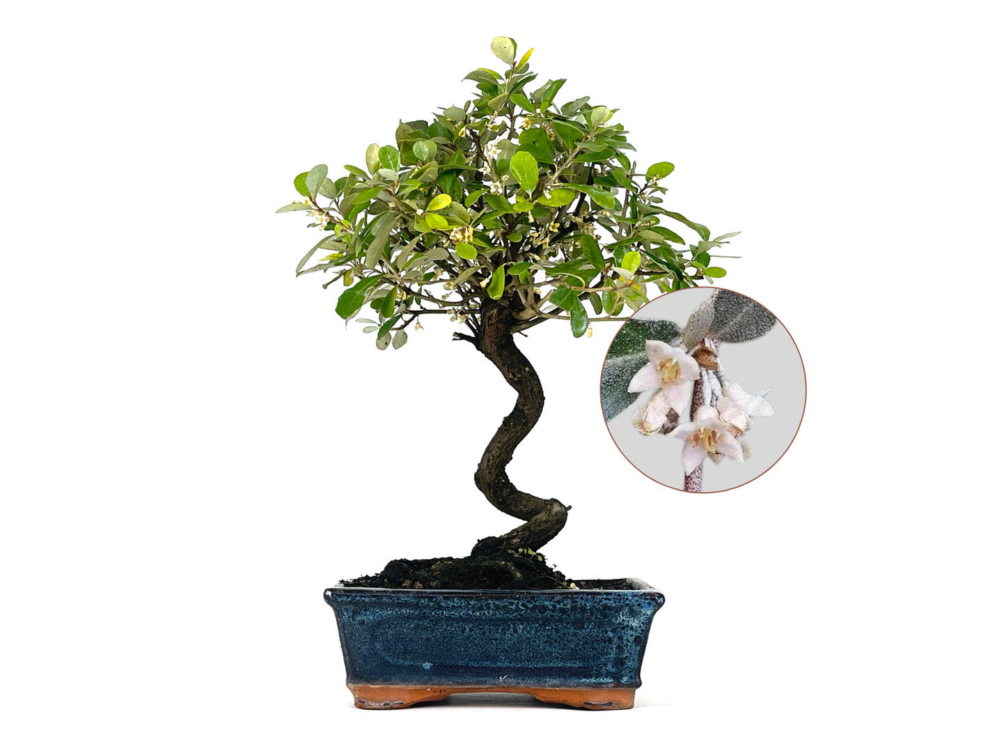 Bonsái Eleagnus 9 Años_0