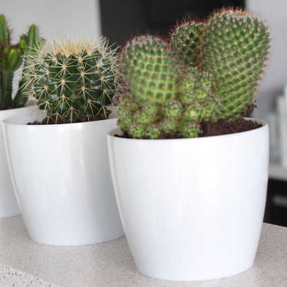 Macetero Magnolia 250 Marrón Claro