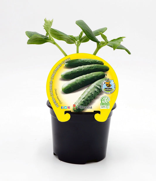 Plantón Pepino En Maceta 10,5 Cm. Natural - Fitoralia_0
