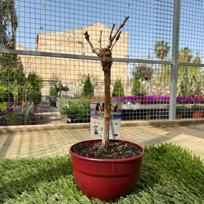 Prebonsai Vid_0