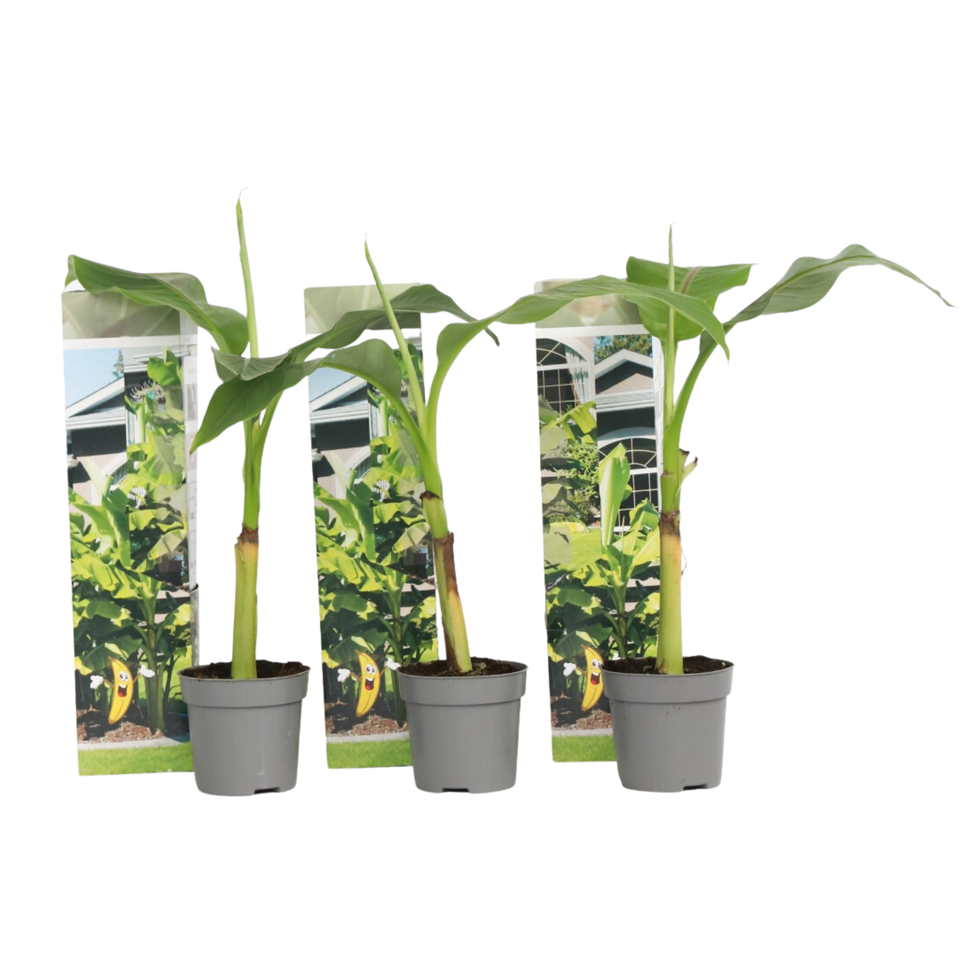 Platanera - 3 Pzs - Musa Basjoo - Altura 25-40cm - ⌀9cm