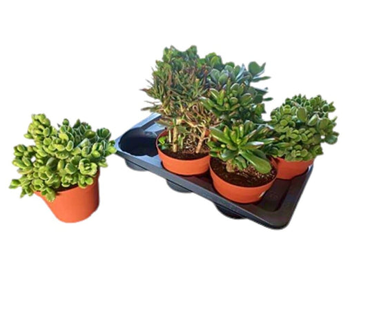 Suculenta Variada M17_0