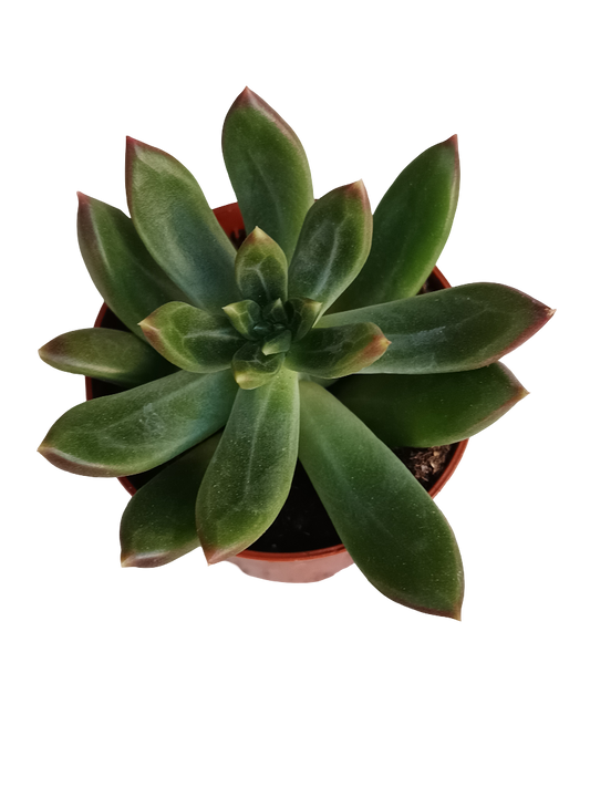 Pachyphitum compactum planta suculenta Ø5