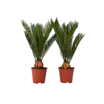 Palma De Sagú - 2 Pzs - Cycas Revoluta - Altura 45-60cm - ⌀15cm_0