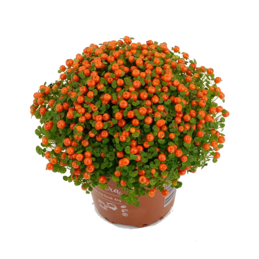 Nertera Grana Astrid M8 10cm_0