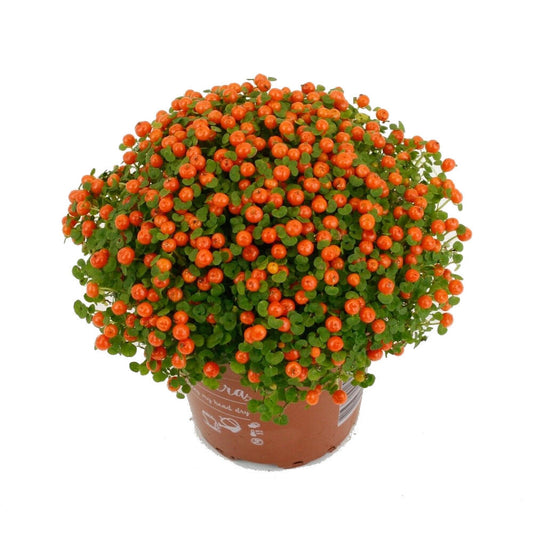 Nertera Grana Astrid M8 10cm_0