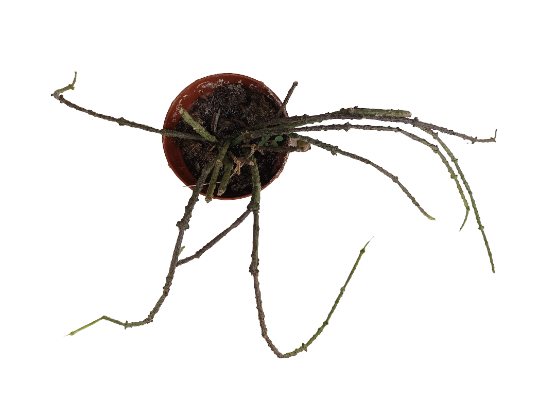 Cynanchum Marnerianum Planta Suculenta Colgante Rara