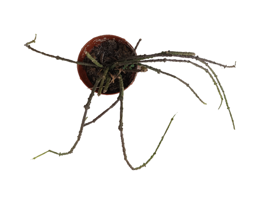 Cynanchum Marnerianum Planta Suculenta Colgante Rara_0