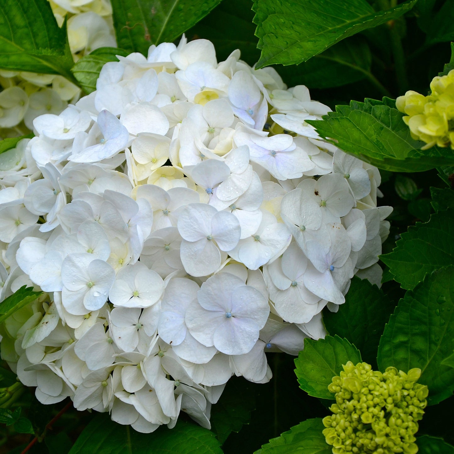 Hortensia - 6 Pzs - Hydrangea Macrophylla 'wudu' - Altura 25-40cm - ⌀9cm