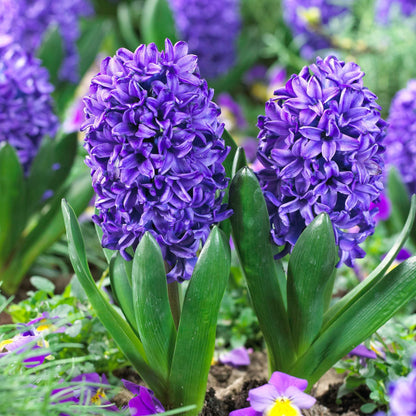 Jacinto - 25 Pzs - Hyacinthus 'blue Trophy' - Bulbos De Flores - Azul