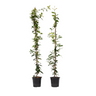 Jazmín Estrellado - 8 Pzs - Trachelospermum Jasminoides - A110-120cm - ⌀17cm