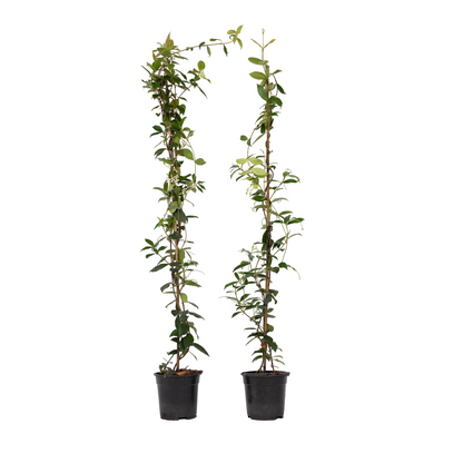 Jazmín Estrellado - 2 Pzs - Trachelospermum Jasminoides - A110-120cm - ⌀17cm_0