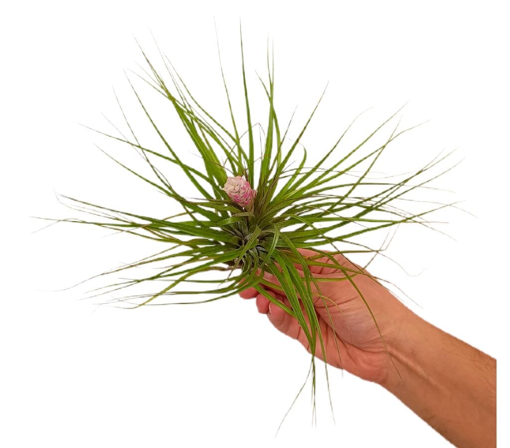 Tillandsia Cotton Candy_1