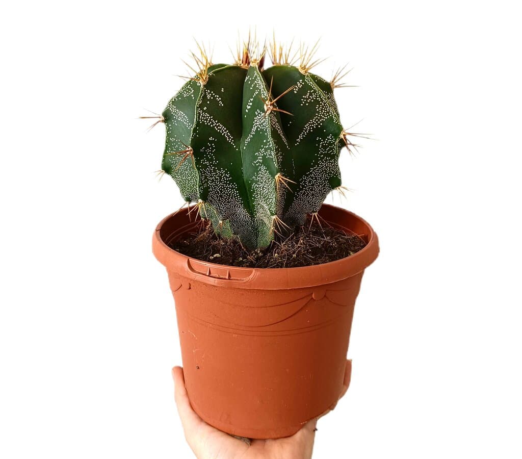 Astrophytum Ornatum M17_0