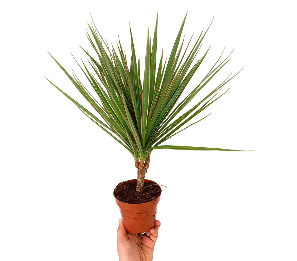 Dracena Marginata Bicolor M12 35cm_0