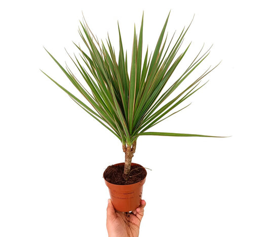 Dracena Marginata Bicolor M12 35cm_0