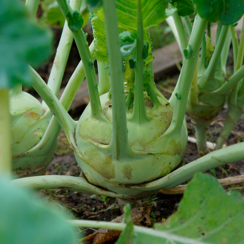 Plantón Colinabo Verde 10 Unidades - PlantaBo_1