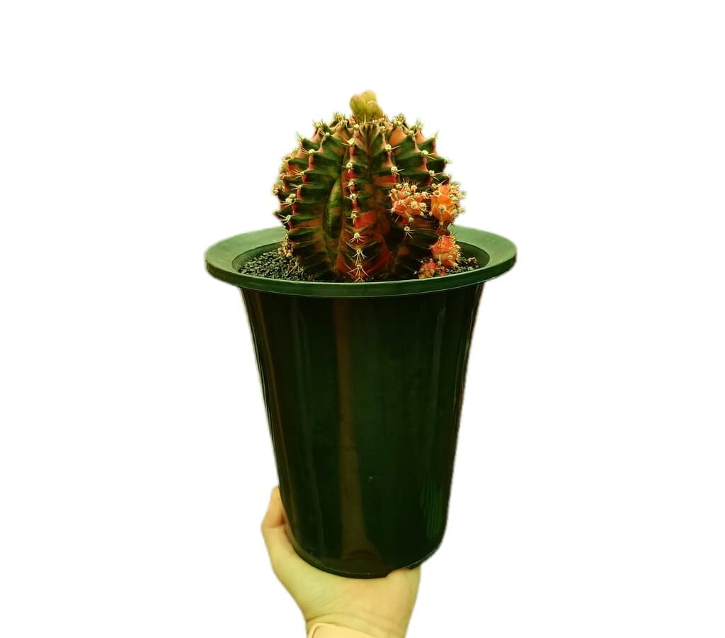 Gymnocalycium Variegata Nº2 M12_0
