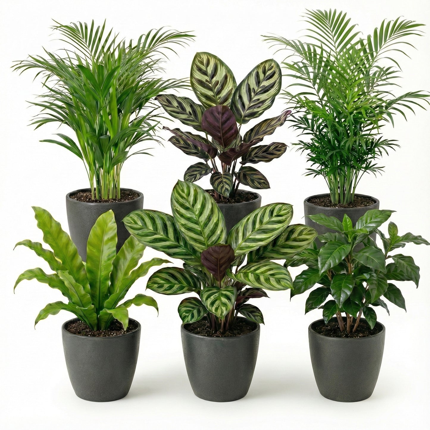 Plantas De Interior - 6 Con Maceta Antracita - Purificadoras_0
