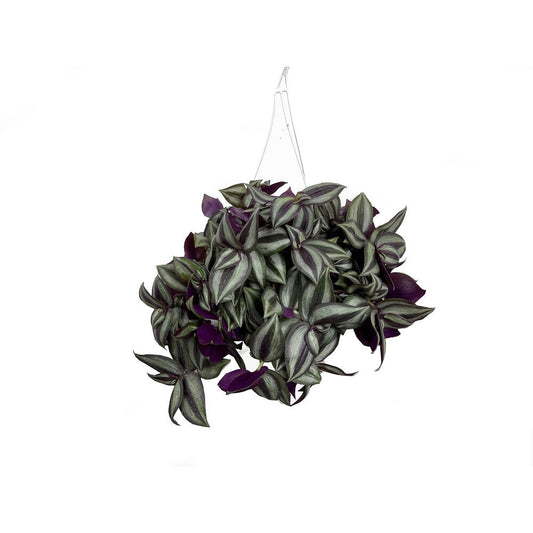 Tradescantia Zebrina M15 40cm (amor De Hombre)_0