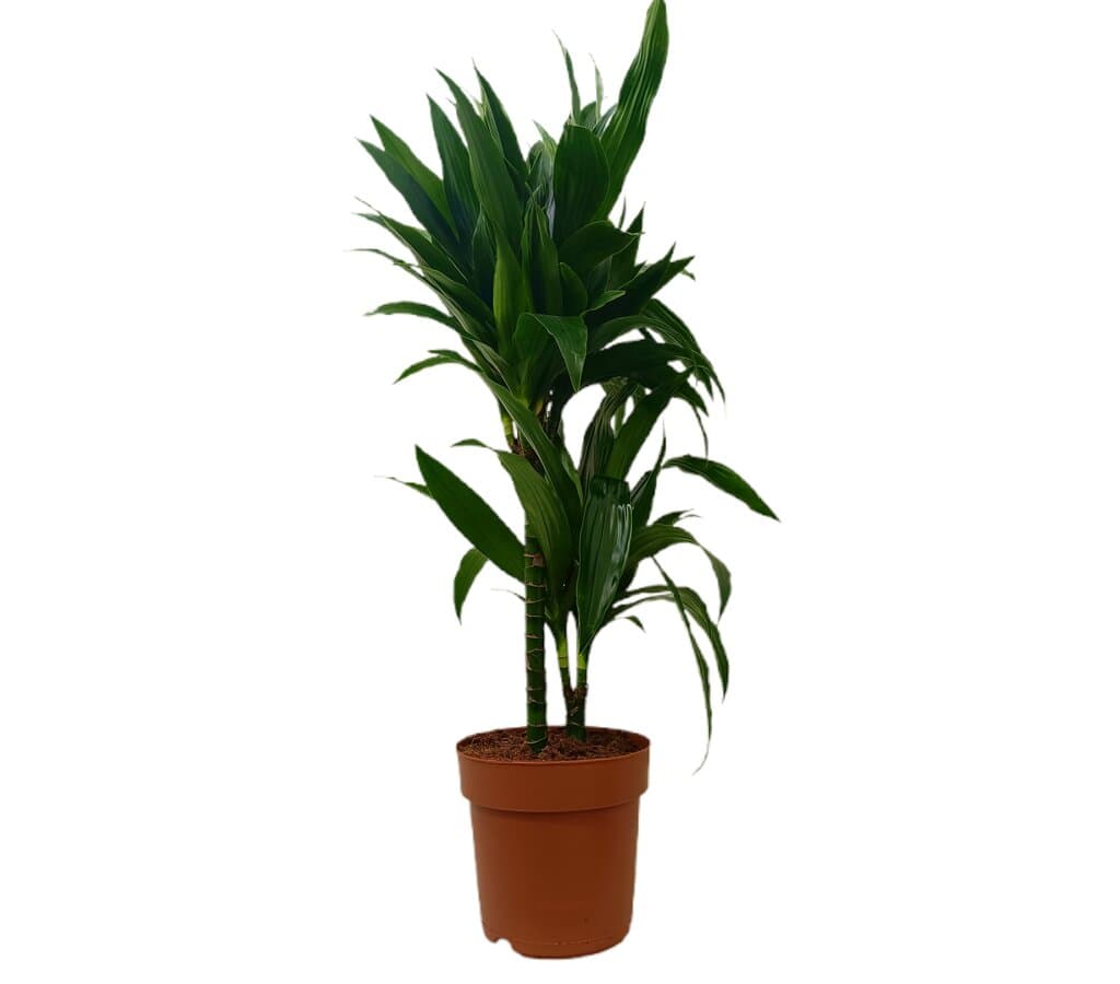 Dracena Janet Craig 45-15 M21_0