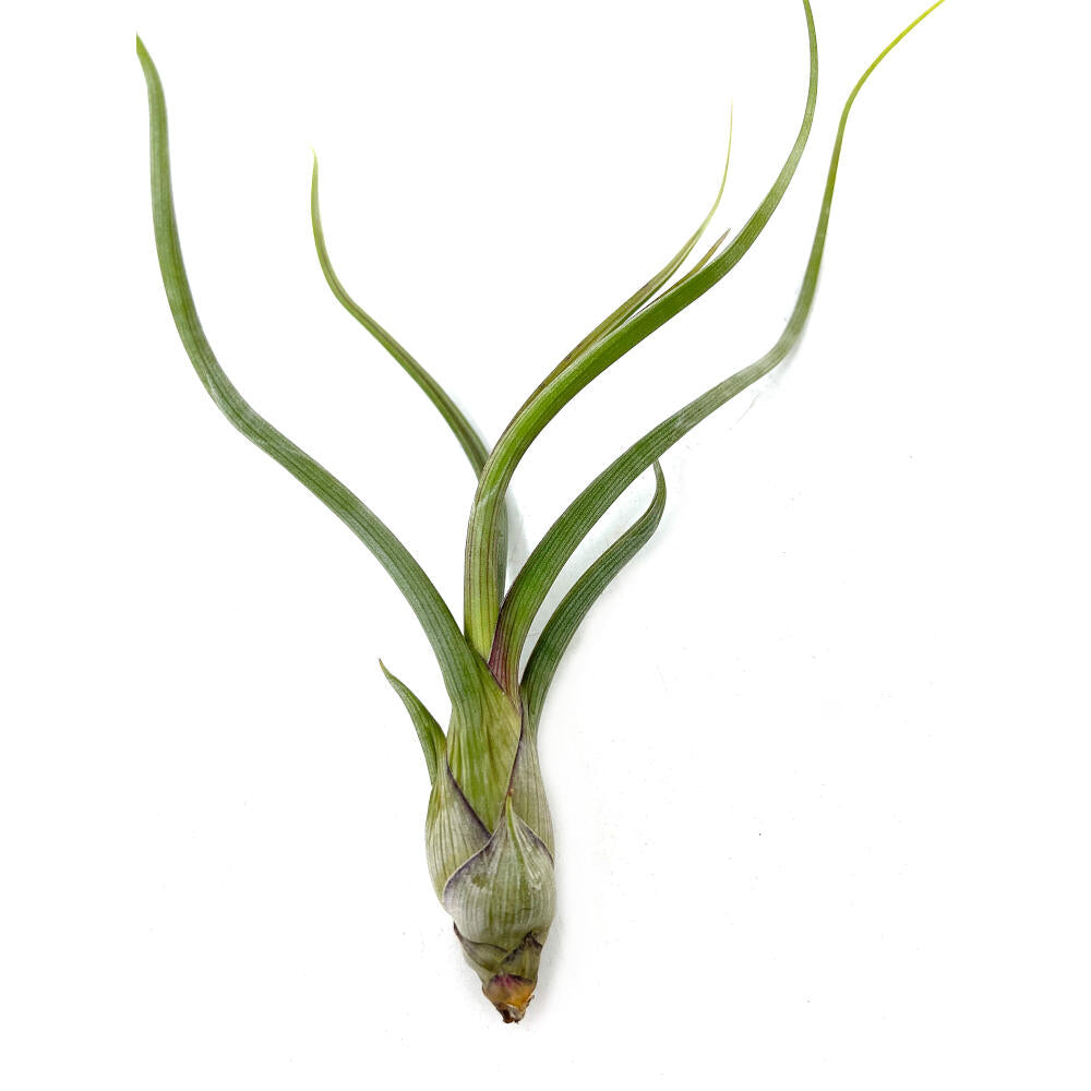Tillandsia Pseudobailei 20cm Alto X 13cm Ancho