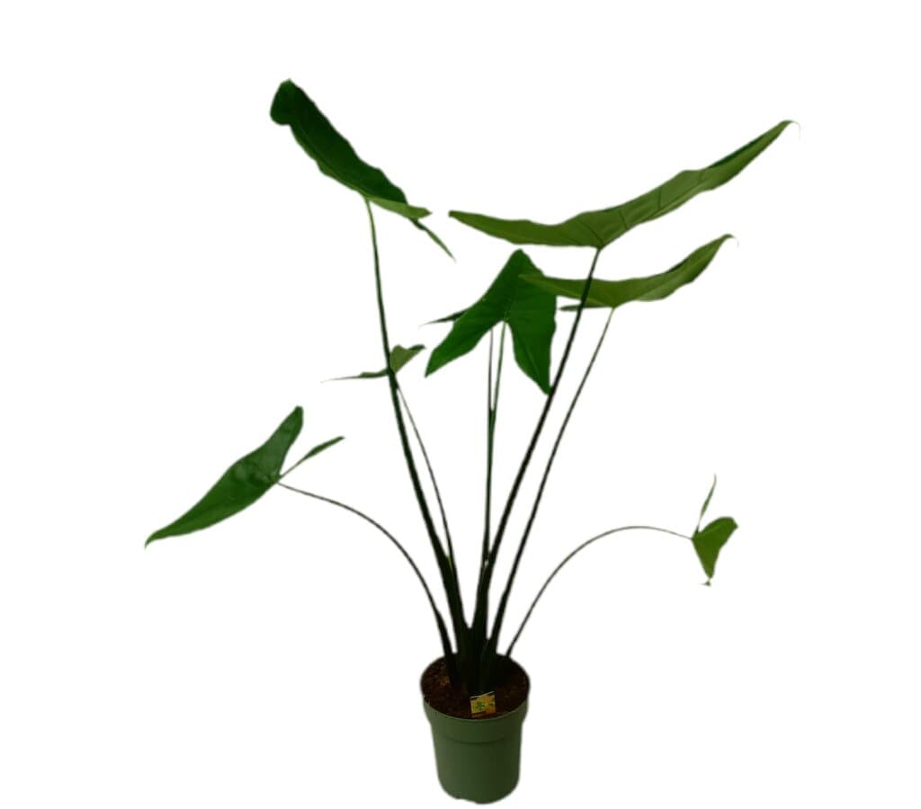 Alocasia Esculenta M24 80-100cm_1
