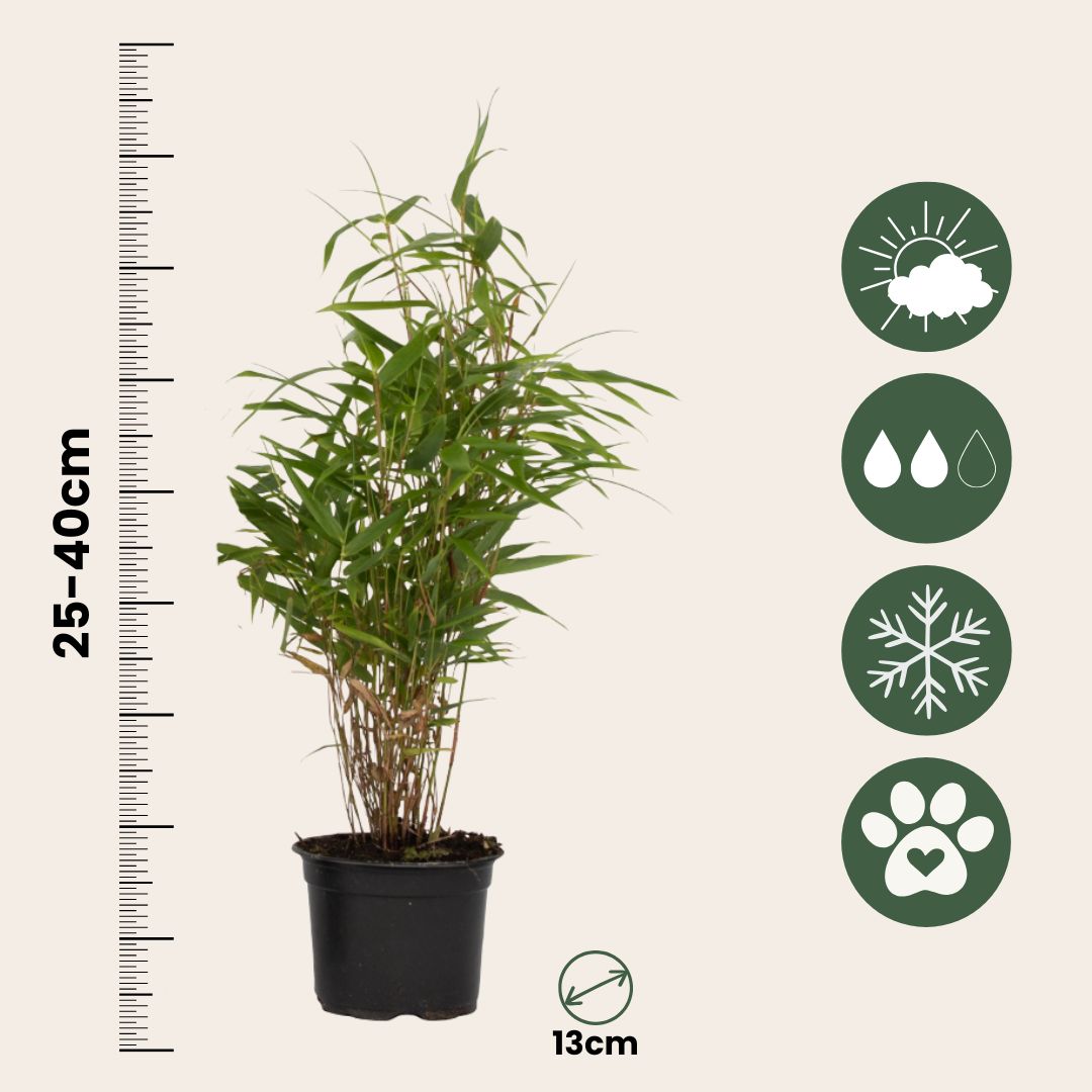 Bambú - 6 Pzs - Fargesia Rufa - Altura 25-40cm - ⌀13cm_2