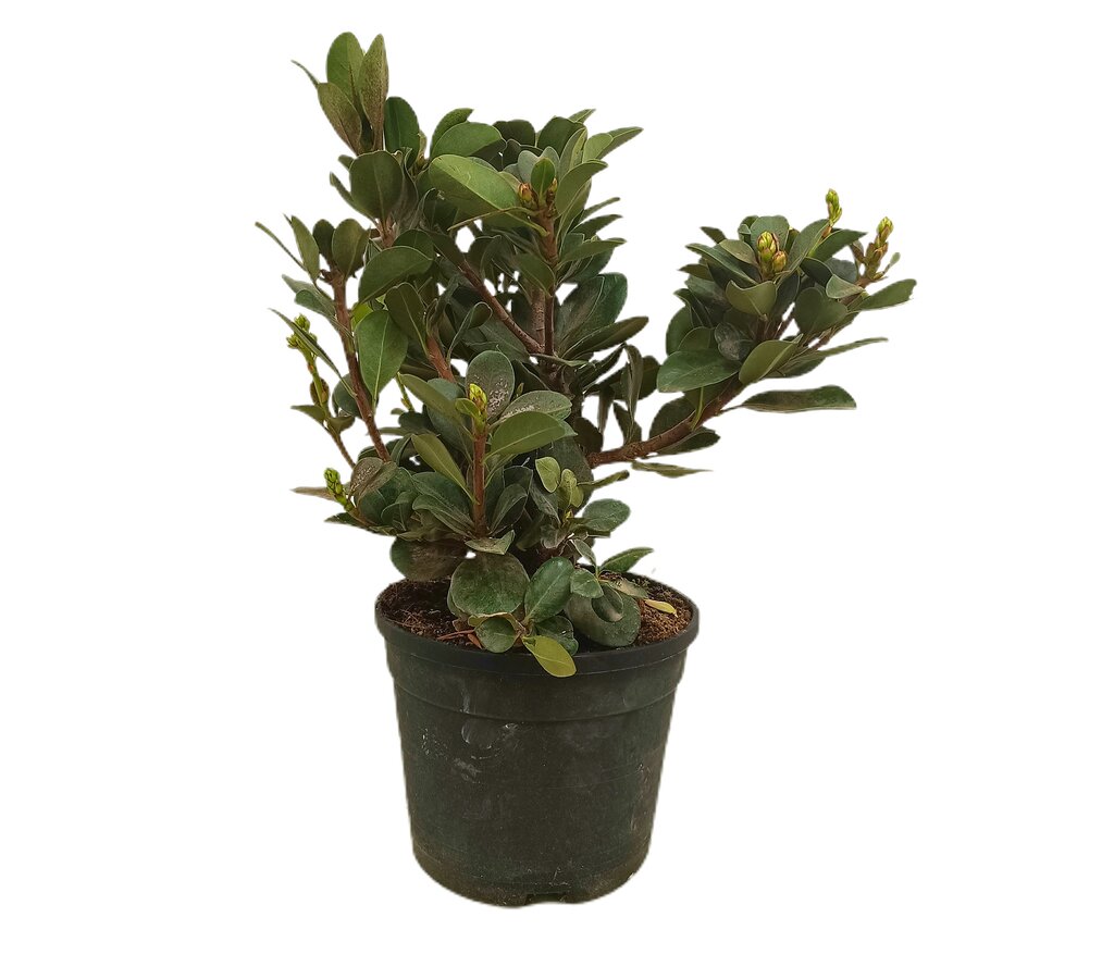 Raphiolepsis Umbellata M19 45cm