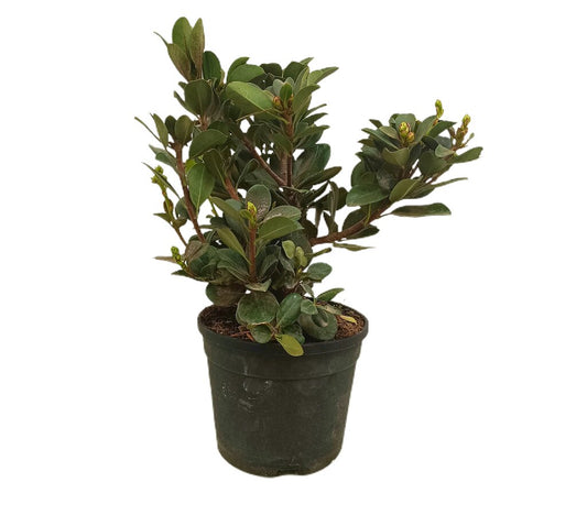 Raphiolepsis Umbellata M19 45cm