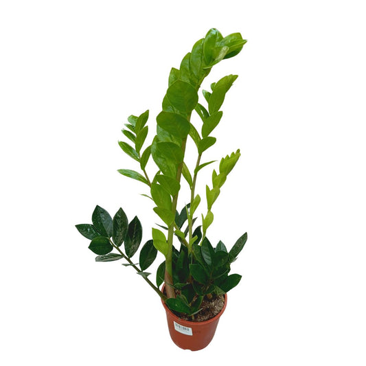 Zamioculcas Planta De Interior Resistente A La Poca Luz (zamioculcas Zamiifolia) Maceta 17cm_0