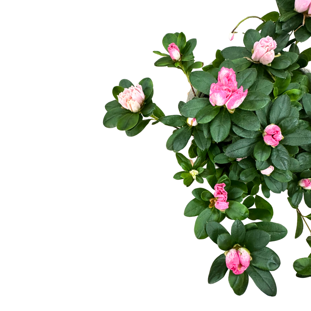 Azalea Colores Variados M13