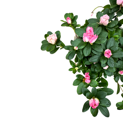 Azalea Colores Variados M13