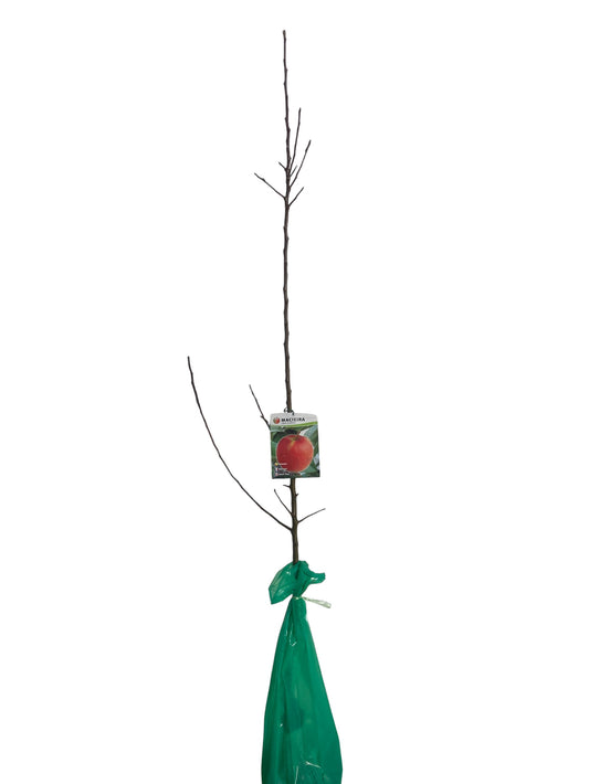Frutal Manzano De Los Enamorados cepellón 140 CM_0